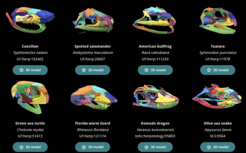 3D-rendered skulls from a variety of vertebrates, all color-coded to highlight the same bones.